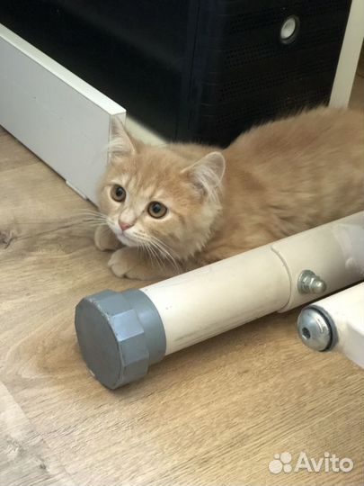 Персиковый котенок мальчик ищет дом