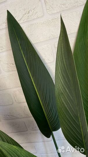 Стрелиция искусственная