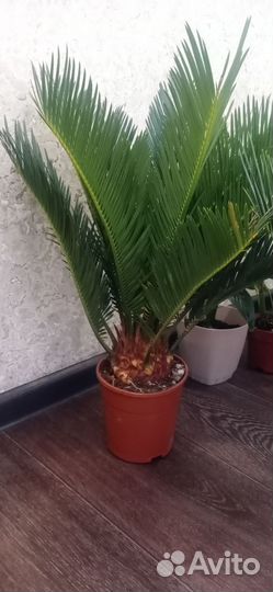 Цикас революта (саговая пальма)