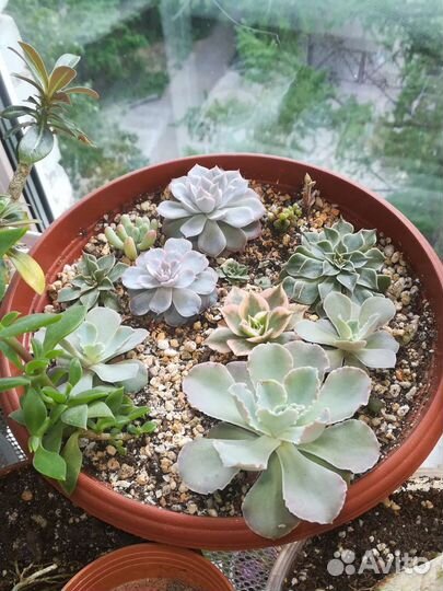 Суккуленты