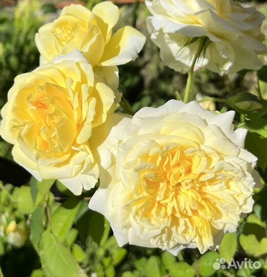 Розы сортовые плетистые саженцы собственокорневые