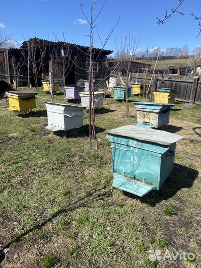 Улей с пчелами