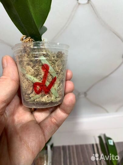 Орхидея Mainshow Wulu Caishen