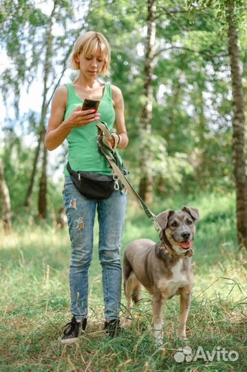 Собака-мечта из приюта