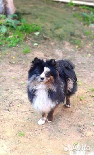 Кобель немецкий шпиц мерле на продажу