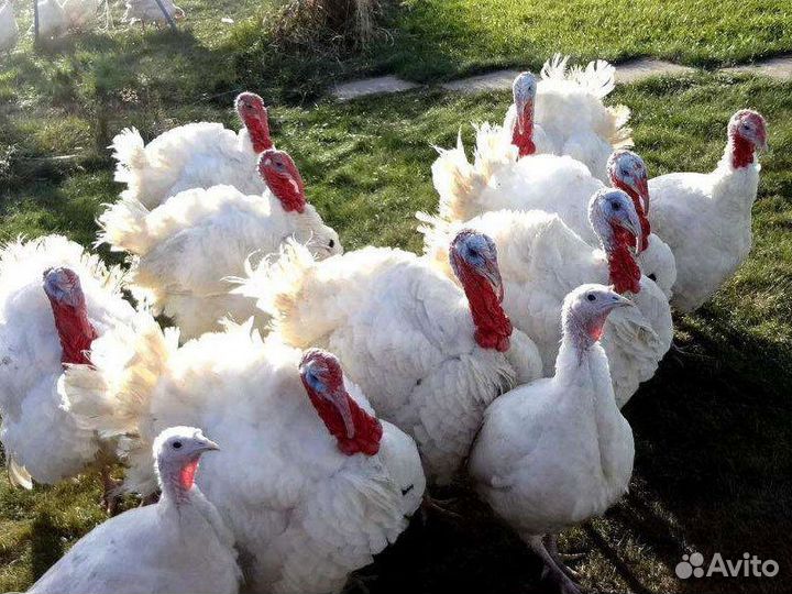 Продам домашнюю птицу на племя или на мясо