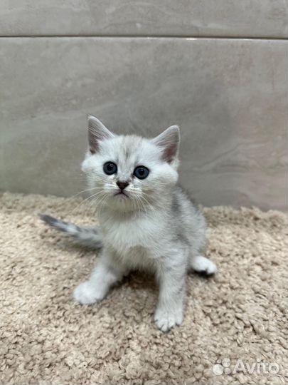 Шотландские котята