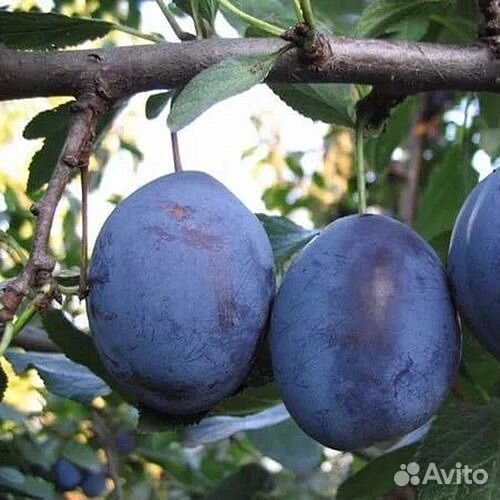 Сливы саженцы зимостойкие 1,8 метра