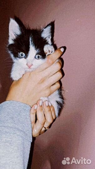 Кошки в добрые руки