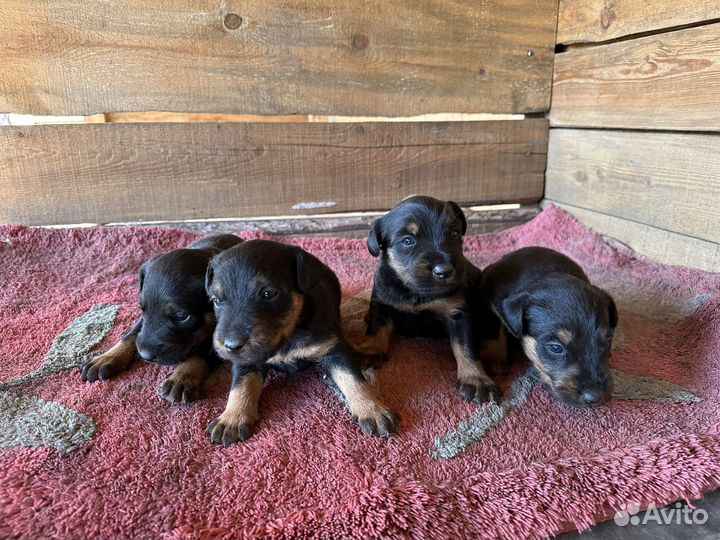 Собака Ягдтерьер