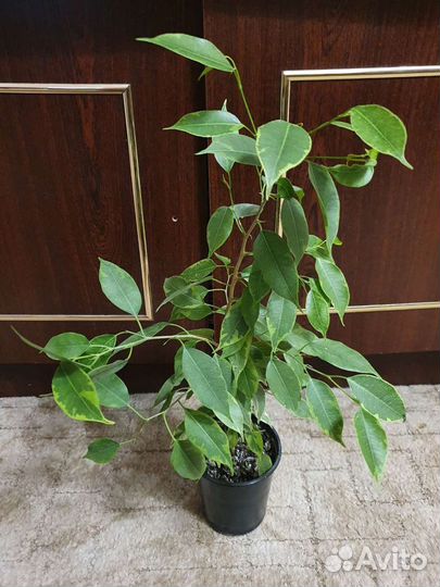 Комнатные цветы