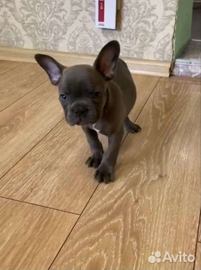 Французский бульдог щенки