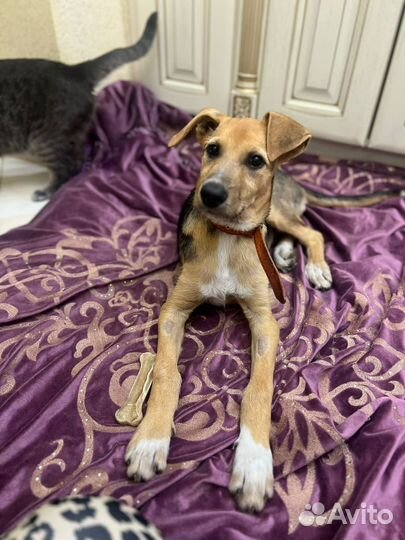 Щенок в добрые руки