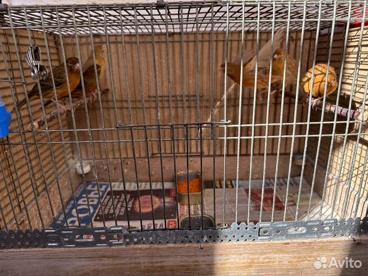 Кенара и канарейки