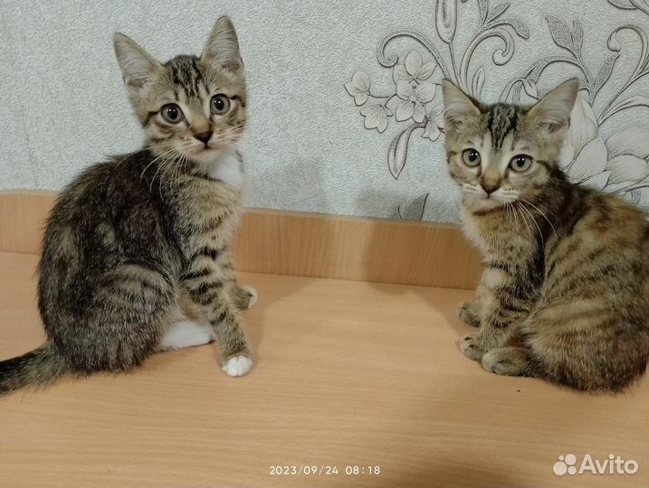 Кошка в дар