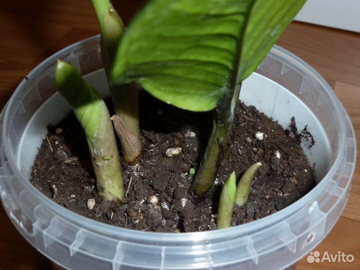 Замиокулькас