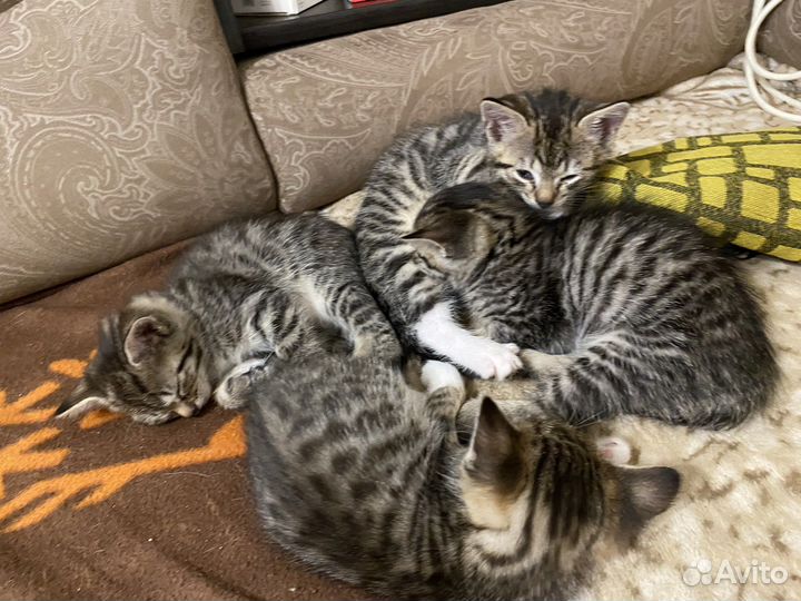 Оцикет котята