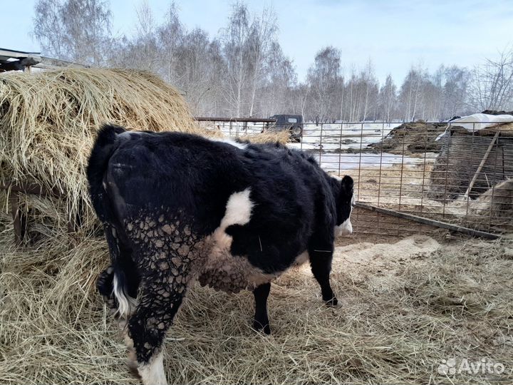 Быки и телки