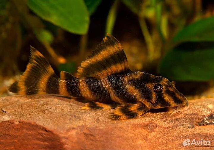 Сом номерной пеколтия l-080