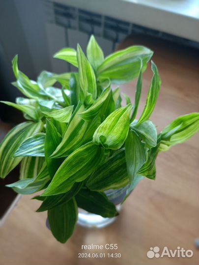 Традесканция