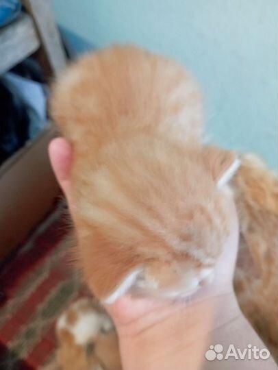 Кошки в добрые руки