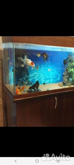 Аквариумные рыбки