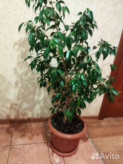 Фикус бенджамина