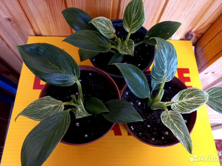 Цветы комнатные