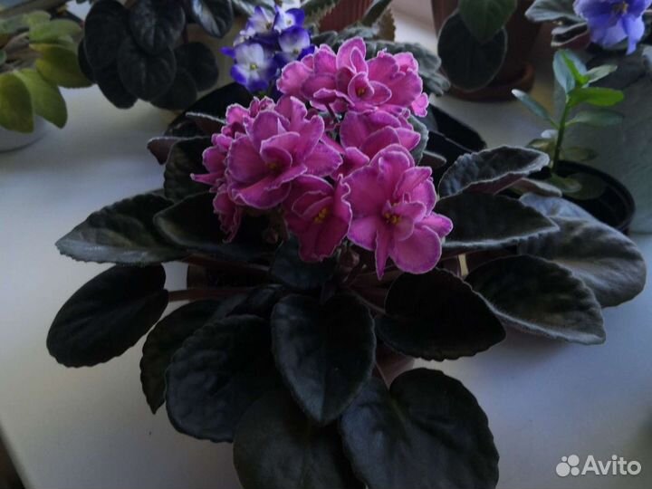 Комнатные цветы