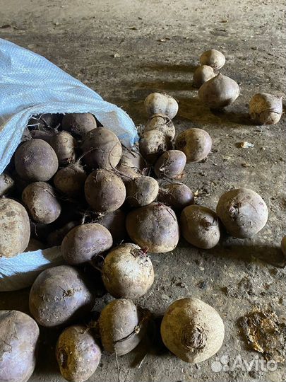 Свекла 1 сорт