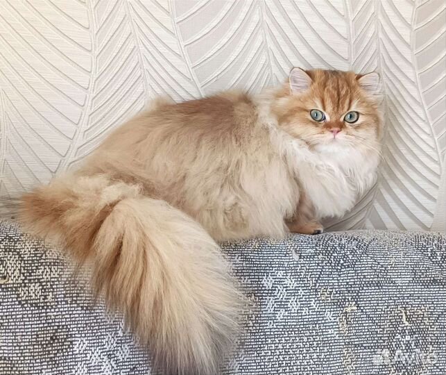 Золотая шиншилла кошечка