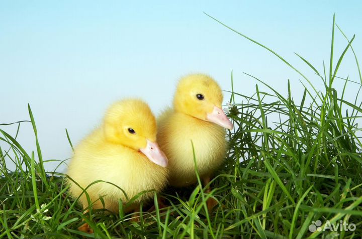 Утки Утята ск 6 бройлерные, суточные, подростки