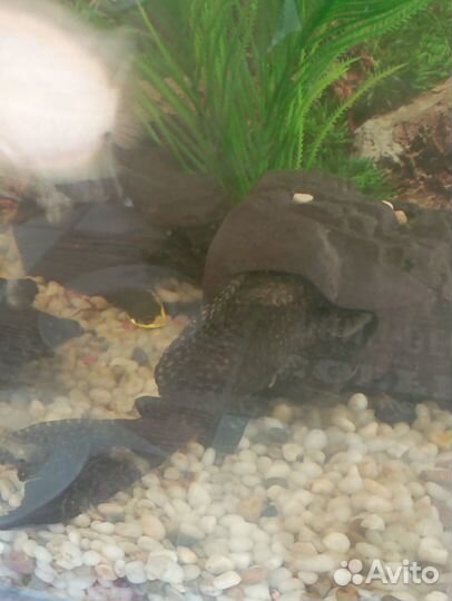 Аквариум с рыбками