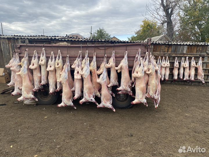 Овцы бараны козы крс