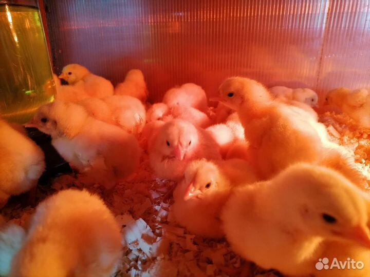 Домашние цыплята