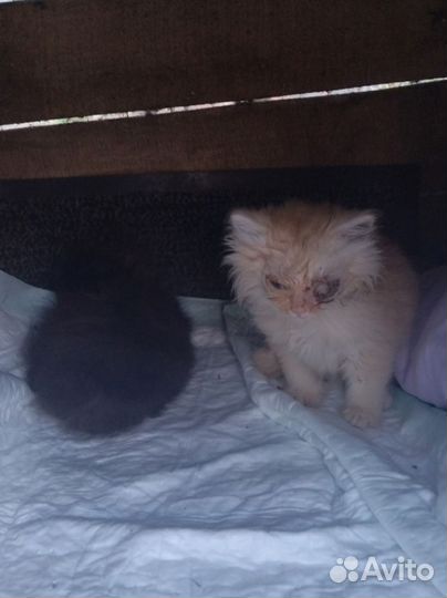 Котята ищут приют