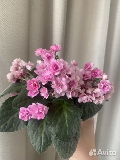 Фиалка Дрезден Дол