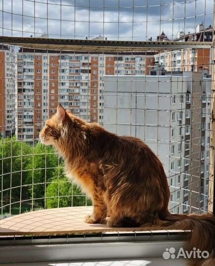 Балкон для кошек и собак