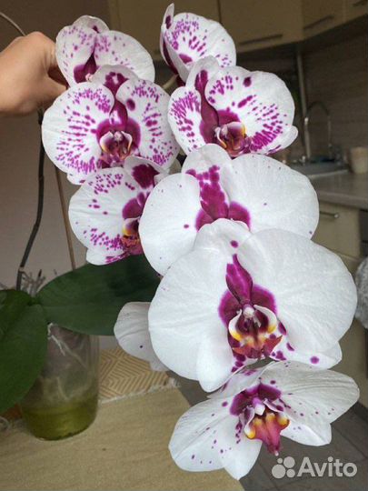 Орхидея
