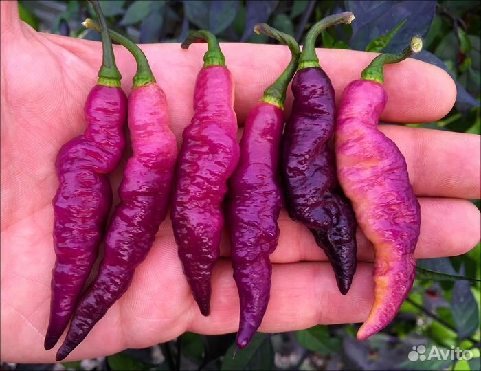 Семена острых и сверхострых перцев