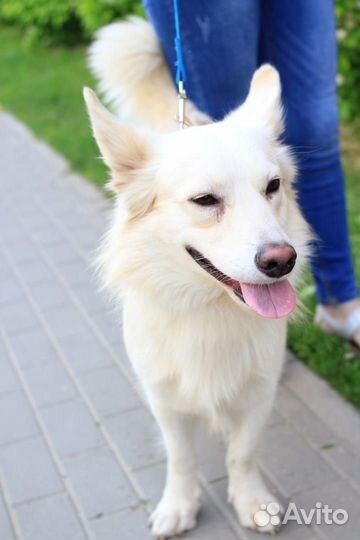 Классный пес