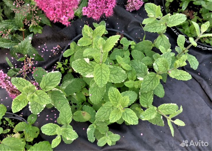 Мята 20 сортов Клубничная и др