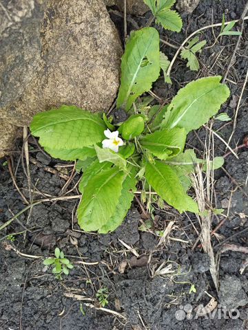 Цветы Примула