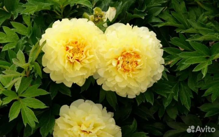 Пион бартзелла