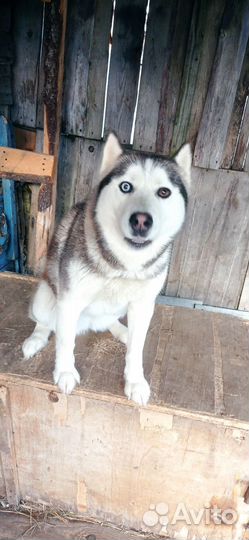 Хаски девочка