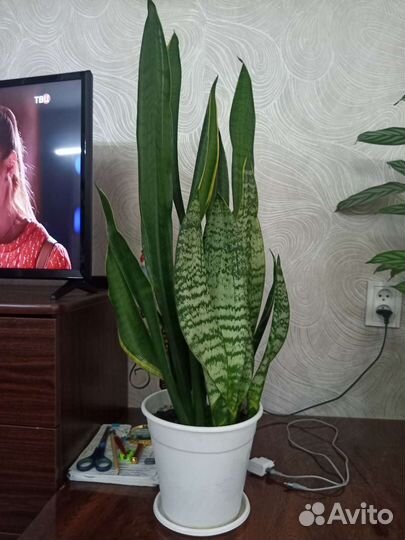 Сансевиерия