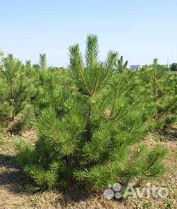 Саженцы хвойных деревьев