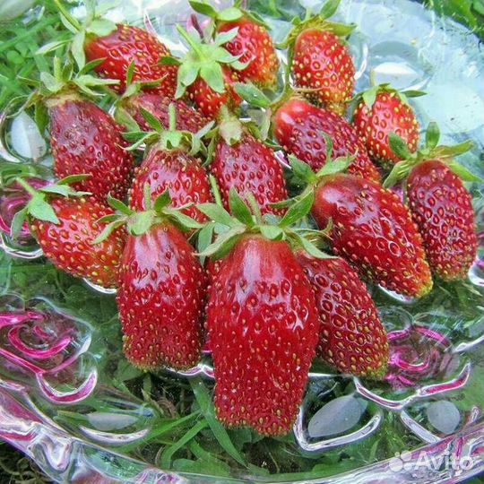 Купчиха земляника рассада