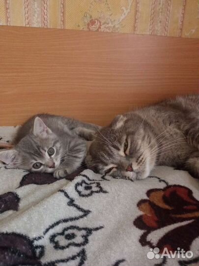 Кошки в добрые руки бесплатно