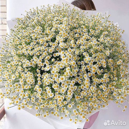 Ромашки Букет из ромашек доставка